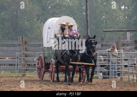 Équipe de Percherons noir avec cercle chariot couvert le corral au Bar U Ranch, Lieu historique national du Canada, Parcs Canada, Longview, Alberta, Canada Banque D'Images