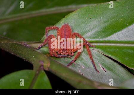 Un David Bowie Heteropoda davidbowie (araignée) sur une feuille dans la nuit dans la forêt tropicale dans la région de Kubah National Park, Sarawak, l'Est de la Malaisie, Bornéo Banque D'Images