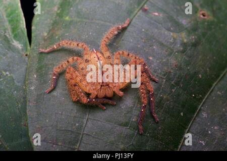 Un David Bowie Heteropoda davidbowie (araignée) sur une feuille dans la nuit dans la forêt tropicale dans la région de Kubah National Park, Sarawak, l'Est de la Malaisie, Bornéo Banque D'Images