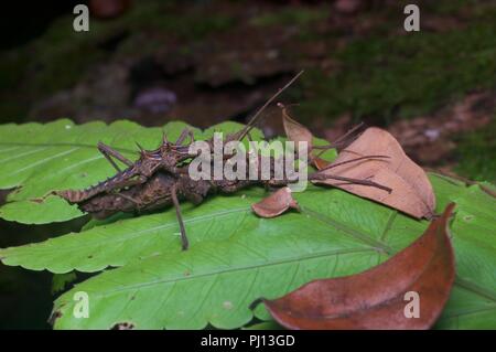 Une paire d'accouplement stick insects (phasmides) sur une feuille de la forêt tropicale dans la nuit dans le Parc National de Kubah, Sarawak, l'Est de la Malaisie, Bornéo. Banque D'Images