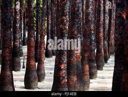 Corps tronc brûlé noir, tige de palmiers après un incendie. Paysages insolites, personne. Full Frame de troncs d'arbres plantés uniformément dans une rangée. Banque D'Images