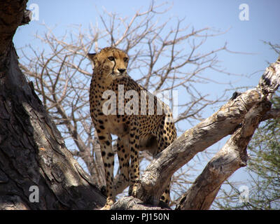 Un guépard donne sur la confluence des prairies de la Ruaha du point de vue d'un grand arbre. Banque D'Images