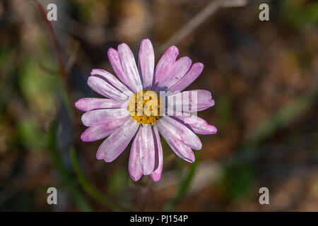 Rhodanthe simpla, éternelle Rose Banque D'Images