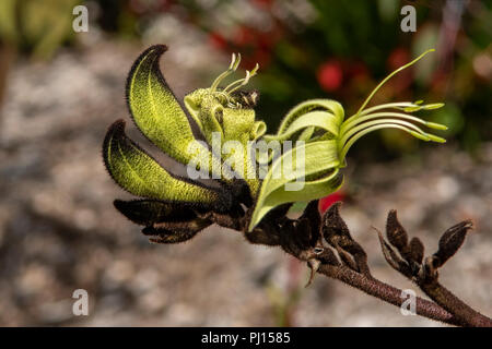 Macropidia fuliginosa, patte de kangourou noir Banque D'Images