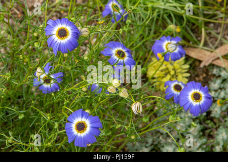 Brachyscome iberidifolia, Swan River daisy Banque D'Images