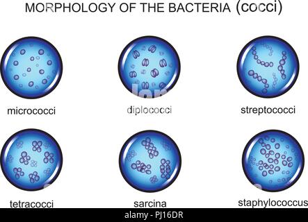 Illustration vecteur de micro-organisme, microbiologie cocci la morphologie. Illustration de Vecteur