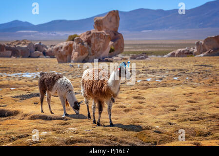 Les lamas le pâturage sur l'altiplano en Bolivie Banque D'Images