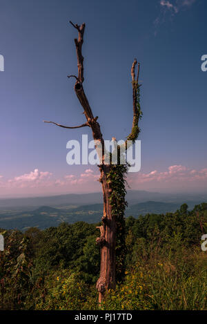 Un gros plan vetical grand-angle shot d'un arbre mort au milieu d'une végétation luxuriante avec vue sur la vallée de Shenandoah Banque D'Images