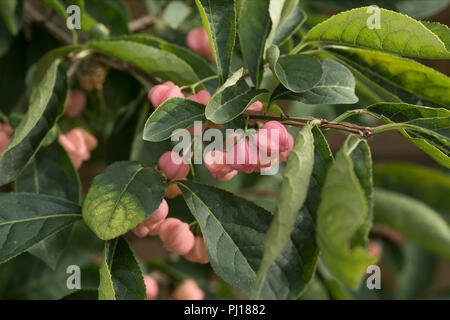 Euonymus phellomanus, jeune succulentes baies roses empoisonnées de Burning Bush, en indiquant le démarrage de l'automne la fin de l'été Banque D'Images