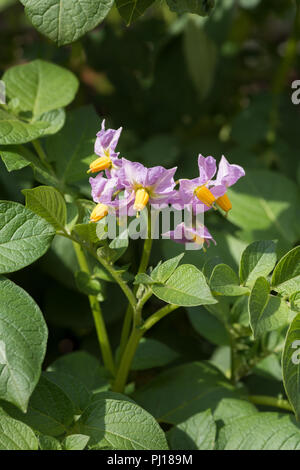 Jolie lumière violet fleurs vénéneuses, Solanum tuberosum similaire à la tomate et nightshade, qui deviendra pleinement des fruits de la solanine toxine Banque D'Images