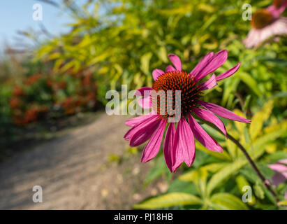 Conefelor ou Echinacea purpurea encore en fleur en septembre au Millenium Gardens Pensthorpe, Neth Norfolk. Banque D'Images