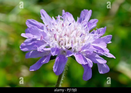 Field Scabious (Knautia arvensis), également connu sous le nom de Gypsy Rose, gros plan d'une fleur simple. Banque D'Images