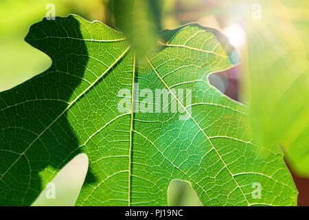 Une feuille de vigne montrant en plein soleil. structure Banque D'Images