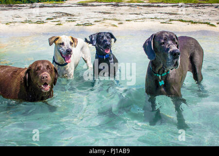 Quatre chiens standing in ocean, United States Banque D'Images