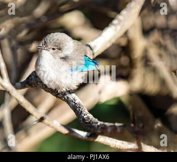 Magnifique femelle fairywren (malurus splendens) assis sur une branche, l'Australie Banque D'Images