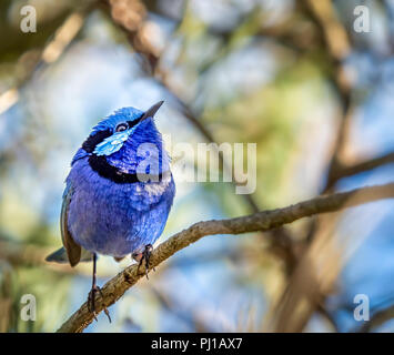 Magnifique mâle fairywren (malurus splendens) assis sur une branche, l'Australie Banque D'Images