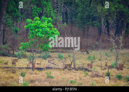 Troupeau de cerfs tachetés de regarder un tigre femelle rendez passent à kanha national park, le Madhya Pradesh, Inde Banque D'Images