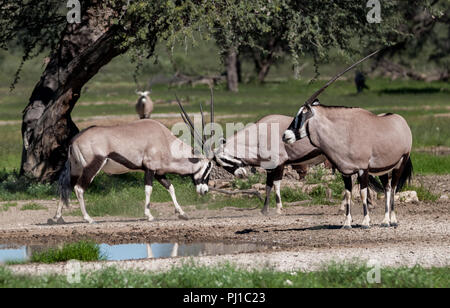 Oryx debout à un étang, Kgalagadi Transfrontier Park, Afrique du Sud Banque D'Images