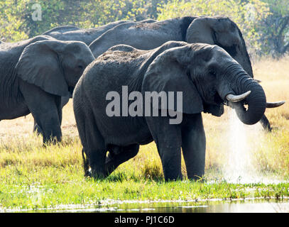 Les éléphants de boire d'une rivière, au Botswana Banque D'Images