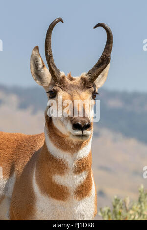 Pronghorn (Antilocapra americana), mâle, portrait, Parc National de Yellowstone, Wyoming, USA Banque D'Images