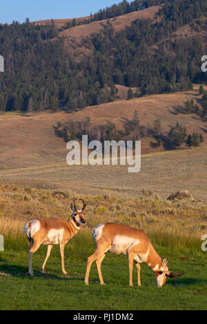 Pronghorn (Antilocapra americana) hommes pâturage dans Lamar Valley au coucher du soleil, le Parc National de Yellowstone, Wyoming, USA Banque D'Images