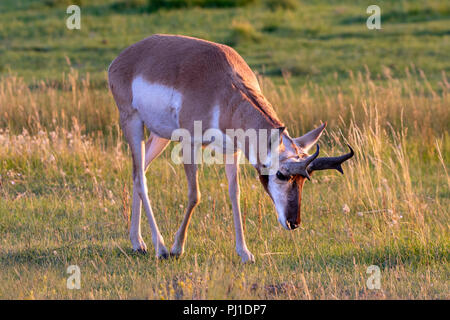 Pronghorn (Antilocapra americana) mâle paissant dans Lamar Valley au coucher du soleil, le Parc National de Yellowstone, Wyoming, USA Banque D'Images