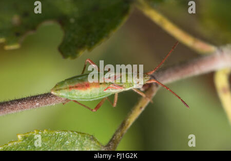 La matricaire inodore (femelle Myrmus miriformis) Banque D'Images