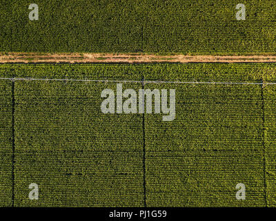 Drone photographie, vue aérienne de l'eau Système d'irrigation dans un champ cultivé Banque D'Images