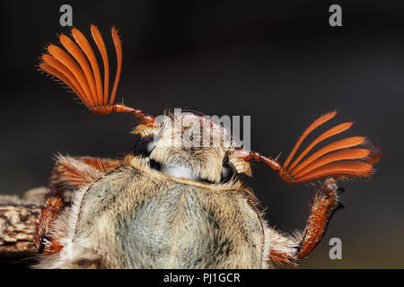 Vue rapprochée de hannetons mâle antennes (Melolontha melolontha) affichant les différents 'laisse'. Tipperary, Irlande Banque D'Images