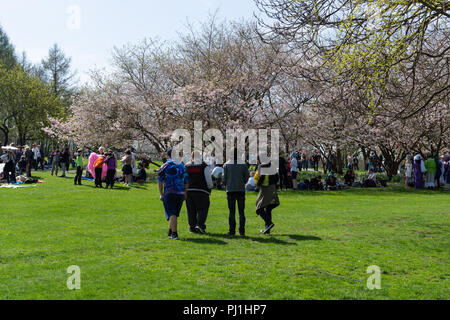 BERLIN - 15 avril 2018 : Jour de floraison Sakura. Parc 'Jardins du Monde' (Gaerten der Welt). Les visiteurs dans un parc. Banque D'Images