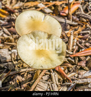 Deux champignons blanc jaune de forme ronde close up macro Banque D'Images