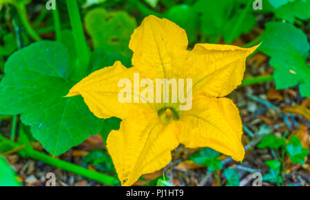 Big Yellow pumpkin flower blooming macro close up Banque D'Images