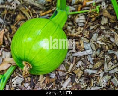 Petite citrouille citrouille non mûres qui poussent sur des plantes Banque D'Images