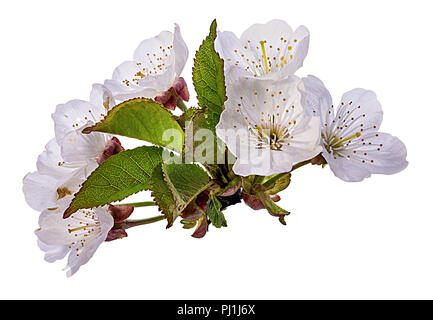 Peach flowers isolated on white Banque D'Images