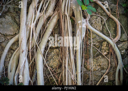 Brazilian strangler fig Banyan Tree racines dans un close-up abstract background Banque D'Images