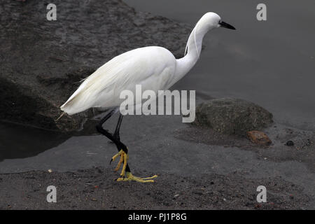 Image détaillée d'une aigrette à la frontière du fleuve Douro Banque D'Images