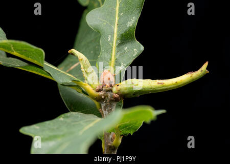 Une Ram's Horn-gall, causée par l'audace wasp Andricus aries, poussant sur un arbre de chêne dans la région de North Dorset England UK GB. Photographié sur un fond noir. Banque D'Images