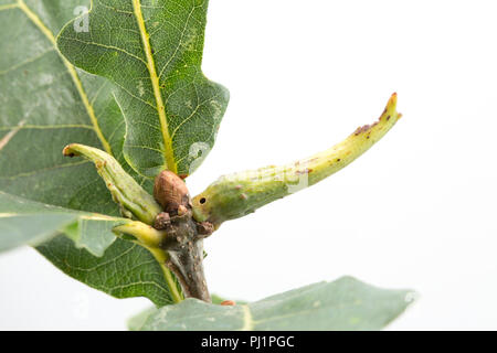 Une Ram's Horn-gall, causée par l'audace wasp Andricus aries, poussant sur un arbre de chêne dans la région de North Dorset England UK GB. Photographié sur un fond blanc. Banque D'Images