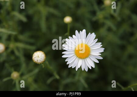 Fleur jaune et blanc Banque D'Images