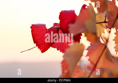 Les feuilles de vigne rouge à la fin de l'automne en Moldavie Banque D'Images