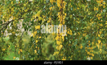 Gouttes de pluie sur les branches d'un bouleau sur un jour d'automne pluvieux.Birch Tree, automne pluvieux.septembre jour de pluie d'automne dans les bois. Banque D'Images