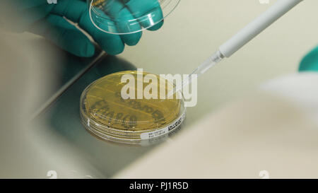 Le microbiologiste mène des recherches et faire des essais avec des échantillons biologiques. Chercheur scientifique utilise des tubes à essai de remplissage Micropipette en laboratoire. Banque D'Images