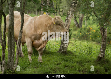 Le Charolais bull en pâturages forestiers Banque D'Images