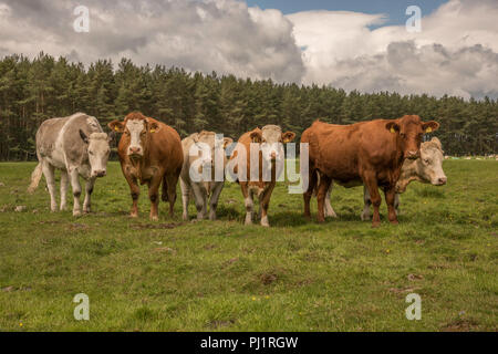 Ligne de vaches en pâturage d'été sur petite ferme biologique Banque D'Images