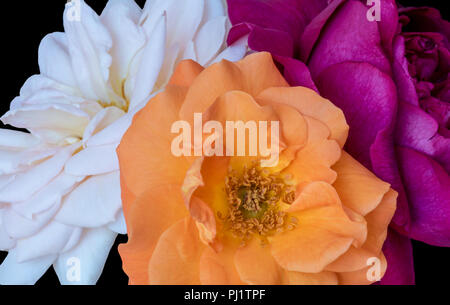 Couleur Floral still life fine art fleur macro image d'un bouquet de trois fleurs rouge,blanc,jaune avec des fleurs rose texture détaillées sur noir Banque D'Images