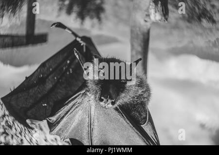 Portrait noir et blanc d'un fruit géant Bat/Flying Fox pendaison ; noir et blanc série de portraits d'un fruit bat ou flying fox Banque D'Images