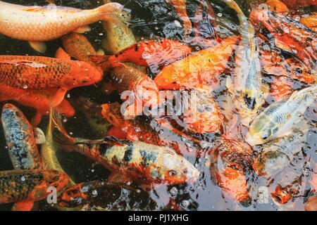 Cyprinus Carpios colorés dans un étang à Lisbonne, Portugal Banque D'Images