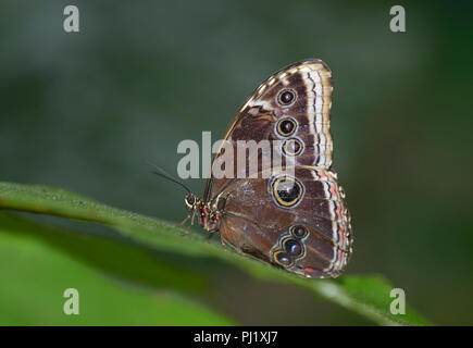 Papillon Morpho bleu, Morpho peleides Banque D'Images