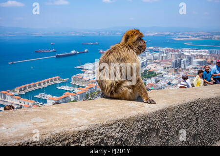 Macaques de Barbarie à Gibraltar. Banque D'Images