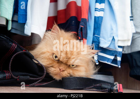 Portrait de chat Persan dans armoire Banque D'Images